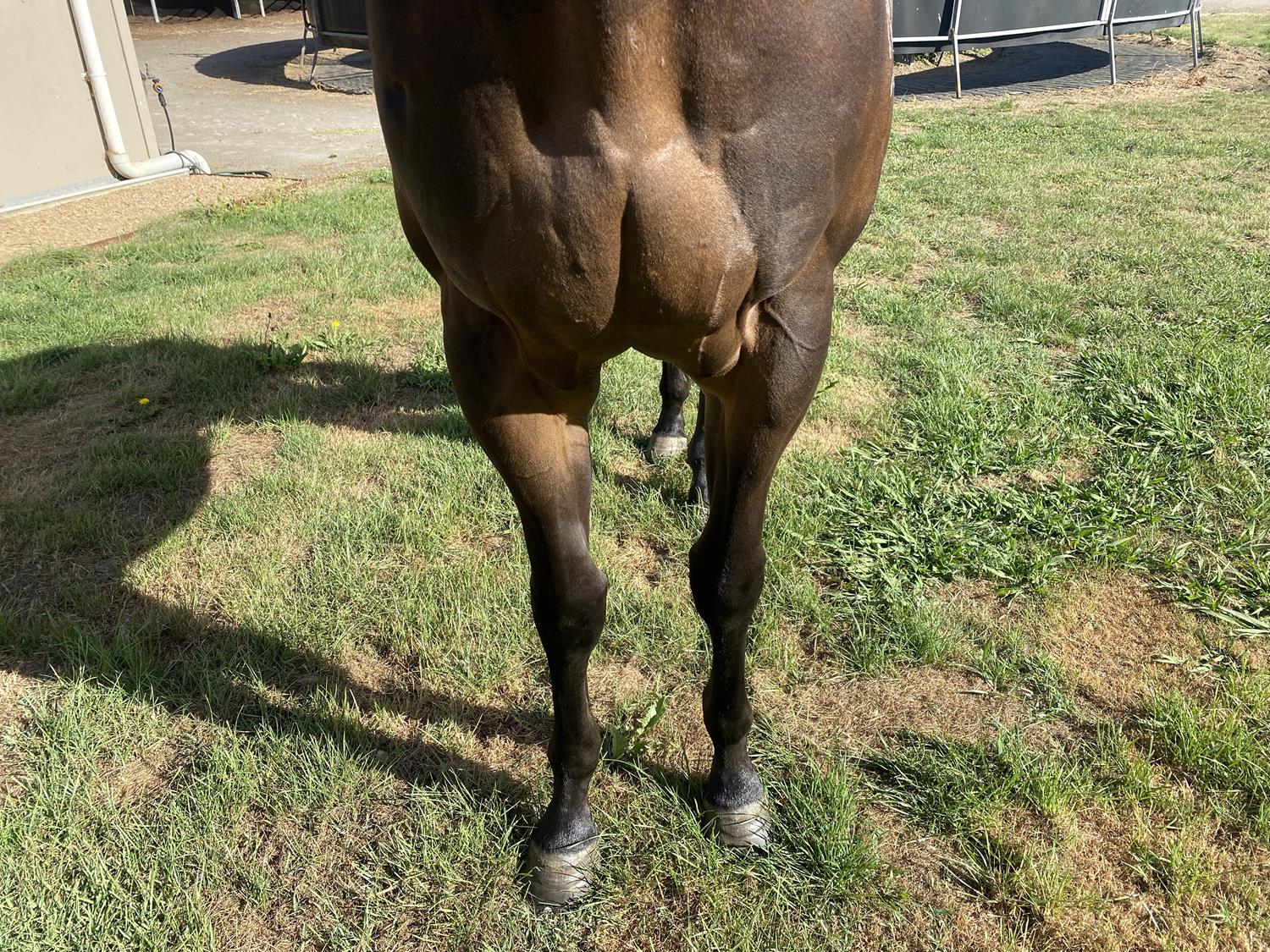 2022 JANUARY (Early) Online Sale | Inglis Digital Online Auctions